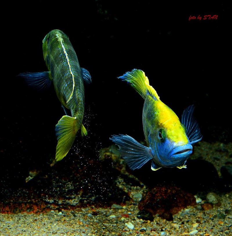 Nimbochromis venustus